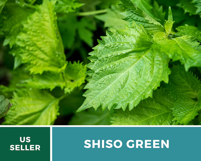 Green Shiso Seeds – Heirloom Herb, Asian Medicinal & Culinary Plant, Minty Flavor, Non-GMO, Garden Gift | 200 Seeds