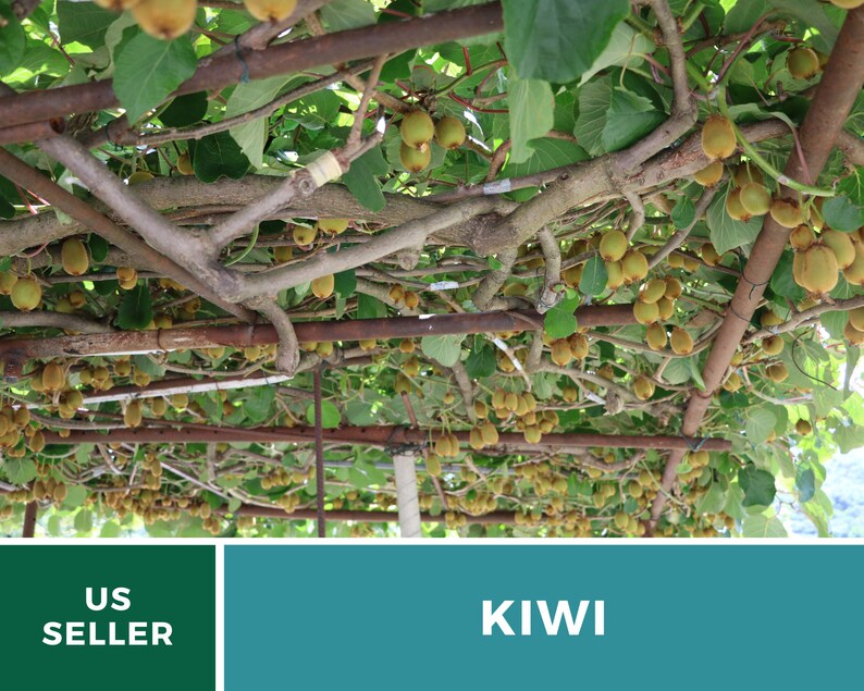 Kiwi Seeds (Chinese Gooseberry) – Heirloom Fruit, Exotic and Sweet, Easy to Grow, Unique Garden Vine | 100 Seeds 