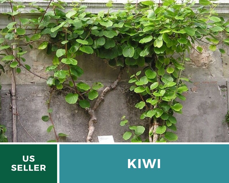 Kiwi Seeds (Chinese Gooseberry) – Heirloom Fruit, Exotic and Sweet, Easy to Grow, Unique Garden Vine | 100 Seeds 