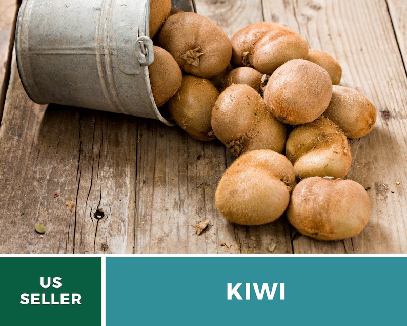 Kiwi Seeds (Chinese Gooseberry) – Heirloom Fruit, Exotic and Sweet, Easy to Grow, Unique Garden Vine | 100 Seeds 