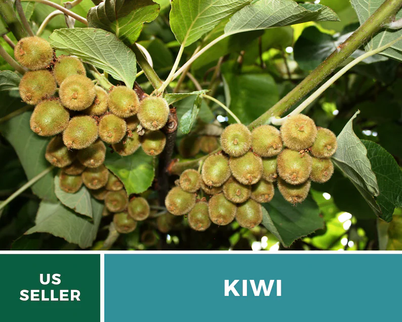 Kiwi Seeds (Chinese Gooseberry) – Heirloom Fruit, Exotic and Sweet, Easy to Grow, Unique Garden Vine | 100 Seeds 
