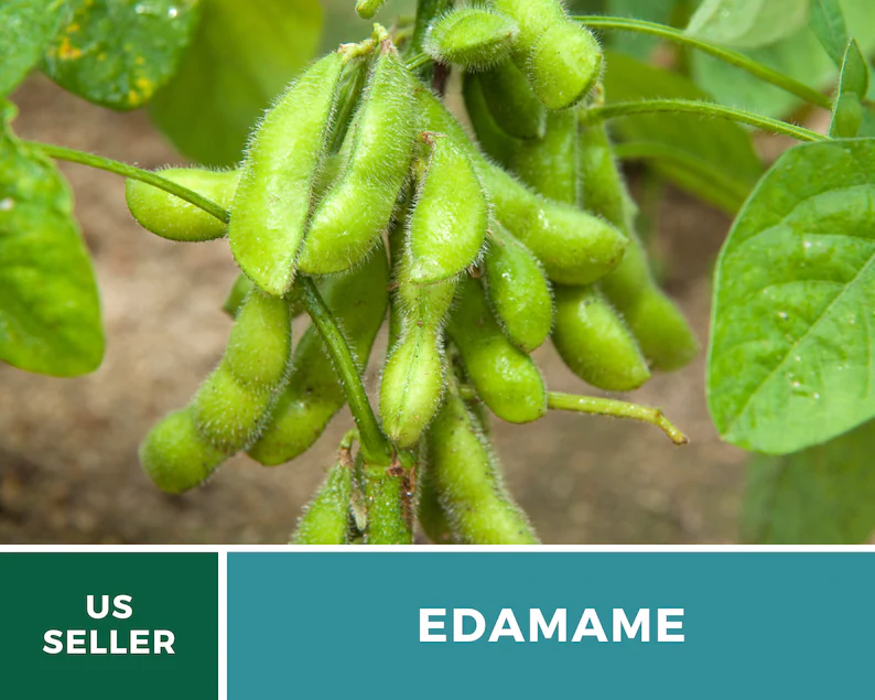 Be Sweet Edamame (Soybean) Seeds – Heirloom, Open Pollinated, Non-GMO (20 Seeds) 