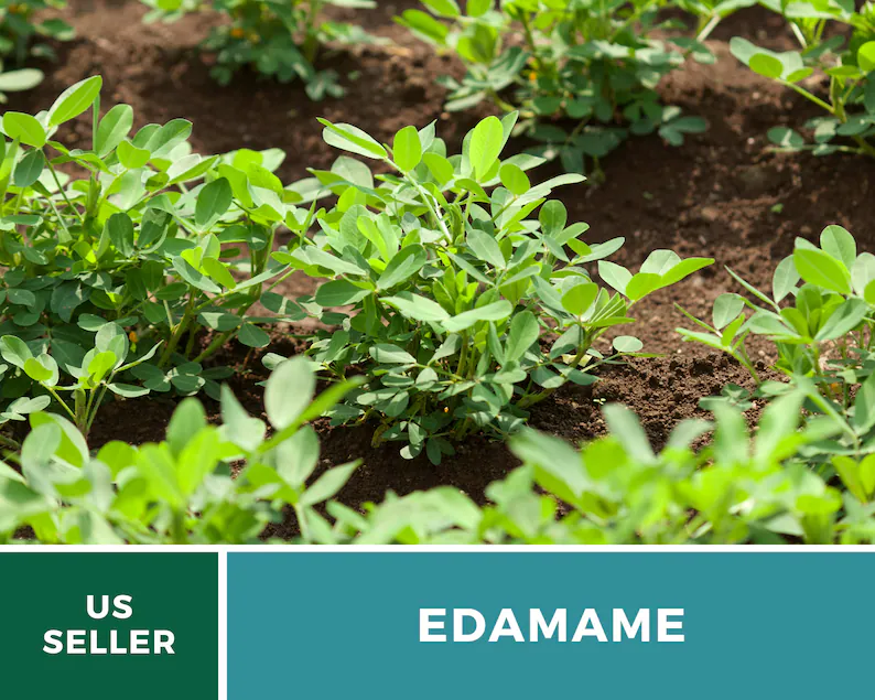 Be Sweet Edamame (Soybean) Seeds – Heirloom, Open Pollinated, Non-GMO (20 Seeds) 