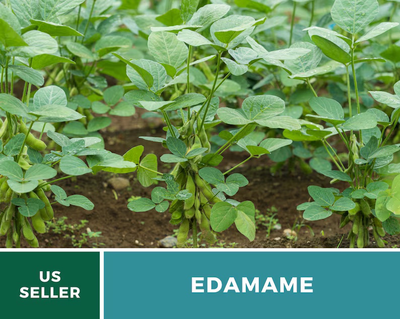Be Sweet Edamame (Soybean) Seeds – Heirloom, Open Pollinated, Non-GMO (20 Seeds) 