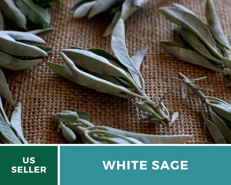White Sage Seeds – Heirloom, Sacred Smudging Plant, Medicinal Herb, Non-GMO, Spiritual Cleansing, Easy to Grow | 50 Seeds 