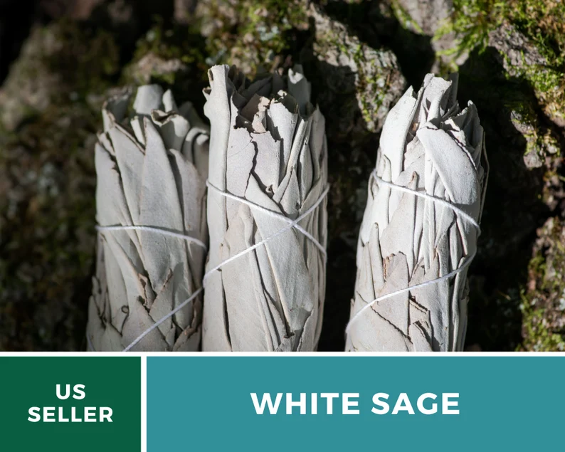 White Sage Seeds – Heirloom, Sacred Smudging Plant, Medicinal Herb, Non-GMO, Spiritual Cleansing, Easy to Grow | 50 Seeds 