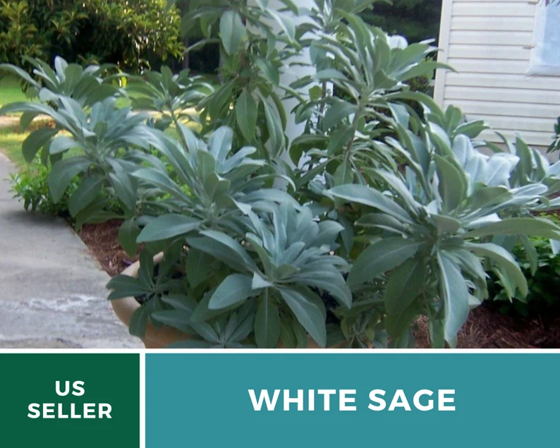 White Sage Seeds – Heirloom, Sacred Smudging Plant, Medicinal Herb, Non-GMO, Spiritual Cleansing, Easy to Grow | 50 Seeds 