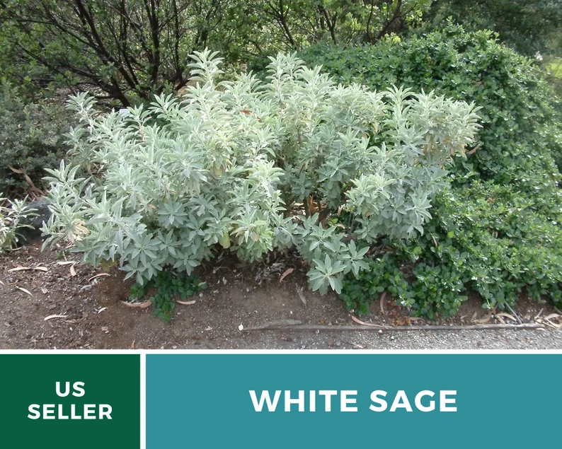 White Sage Seeds – Heirloom, Sacred Smudging Plant, Medicinal Herb, Non-GMO, Spiritual Cleansing, Easy to Grow | 50 Seeds 