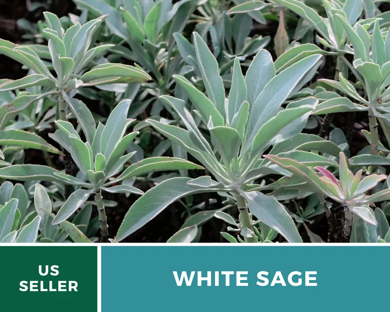 White Sage Seeds – Heirloom, Sacred Smudging Plant, Medicinal Herb, Non-GMO, Spiritual Cleansing, Easy to Grow | 50 Seeds 