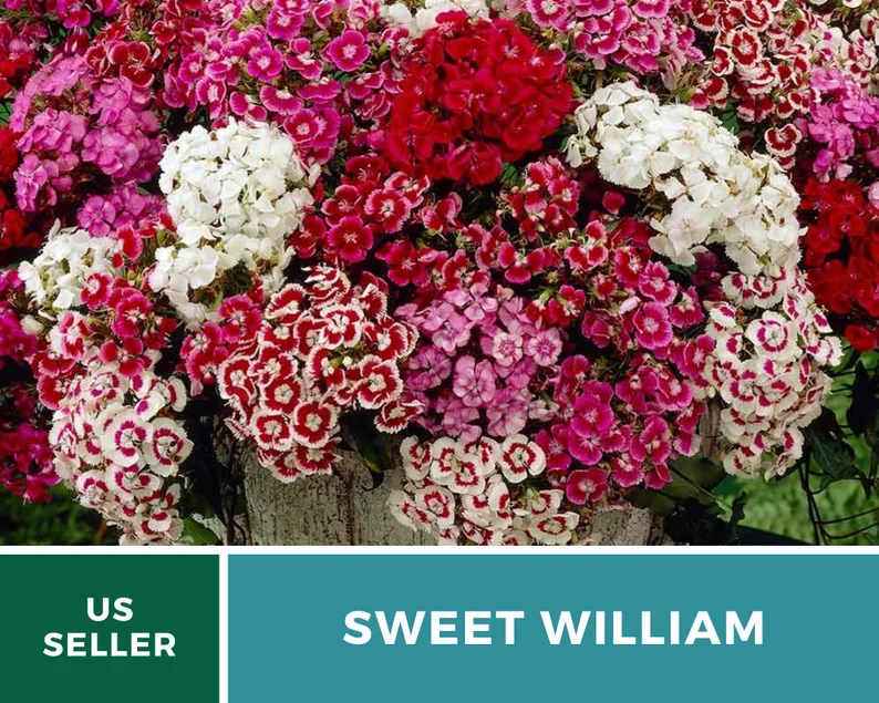 Sweet William Seeds – Heirloom, Fragrant Flowers, Vibrant Colors, Pollinator Friendly, Garden Favorite | 250 Seeds 