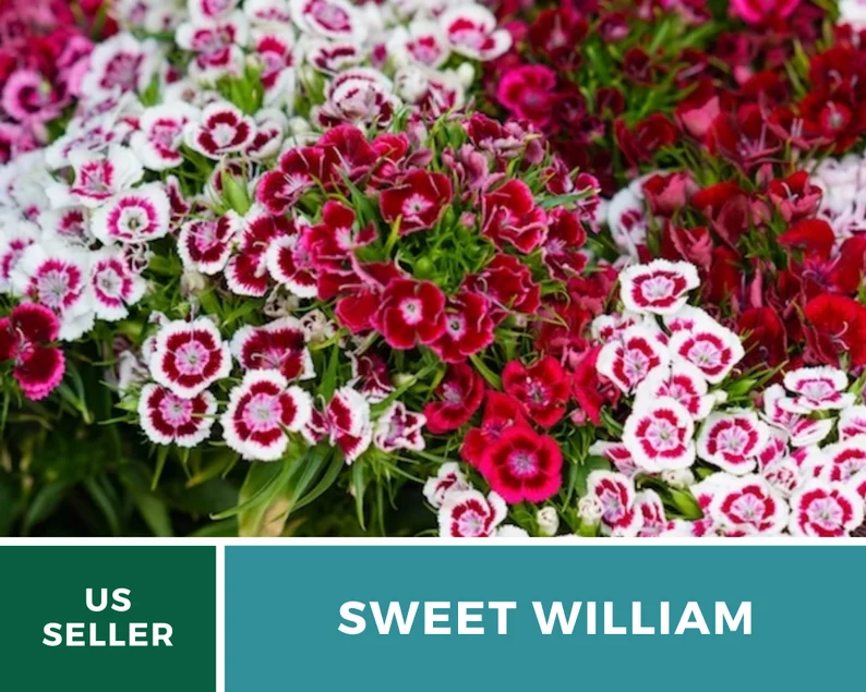 Sweet William Seeds – Heirloom, Fragrant Flowers, Vibrant Colors, Pollinator Friendly, Garden Favorite | 250 Seeds 