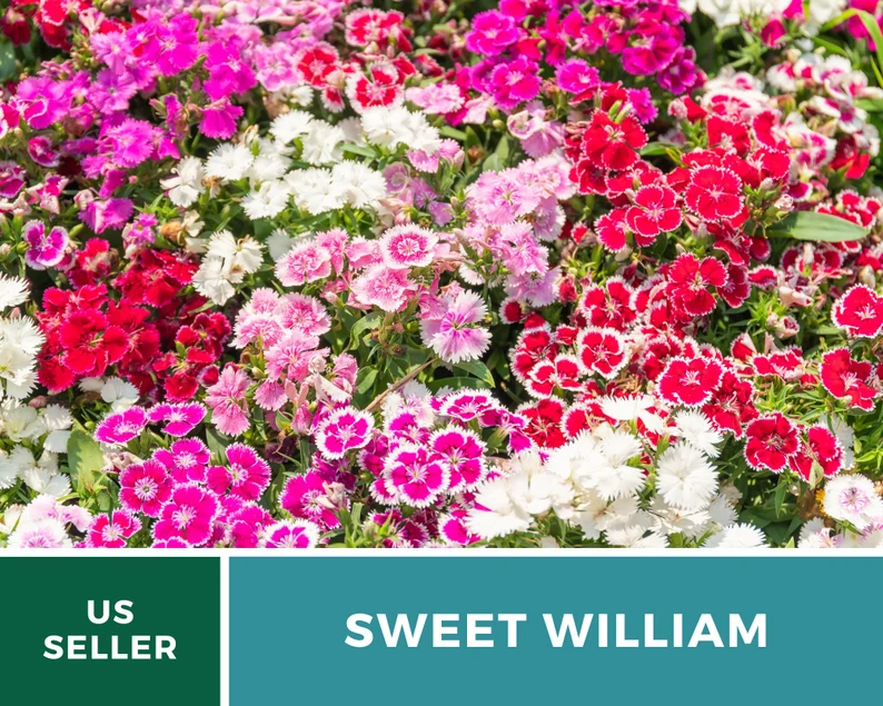 Sweet William Seeds – Heirloom, Fragrant Flowers, Vibrant Colors, Pollinator Friendly, Garden Favorite | 250 Seeds 