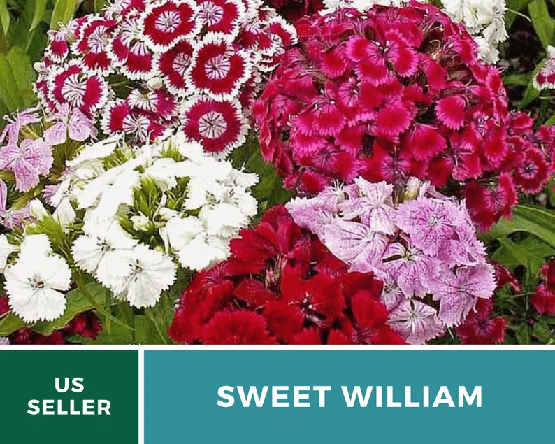 Sweet William Seeds – Heirloom, Fragrant Flowers, Vibrant Colors, Pollinator Friendly, Garden Favorite | 250 Seeds 