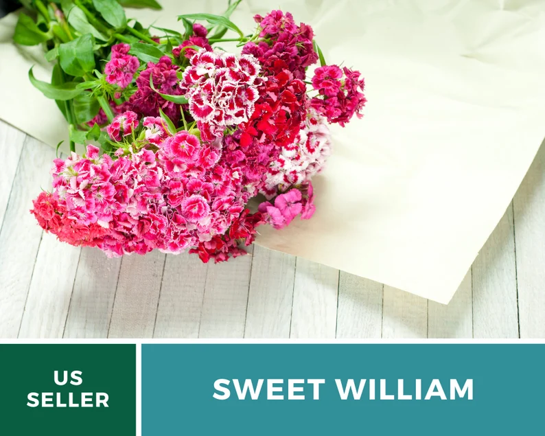 Sweet William Seeds – Heirloom, Fragrant Flowers, Vibrant Colors, Pollinator Friendly, Garden Favorite | 250 Seeds 