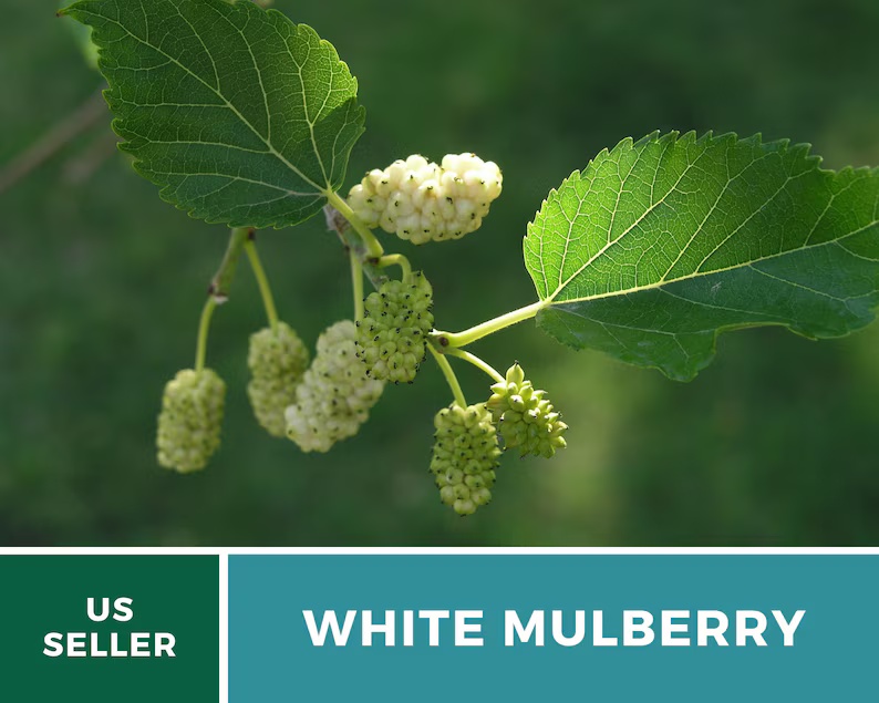 White Mulberry Seeds – Heirloom Fruit Tree, Morus Alba, Sweet White Berries for Homestead, Fast Growing | 50 Seeds 