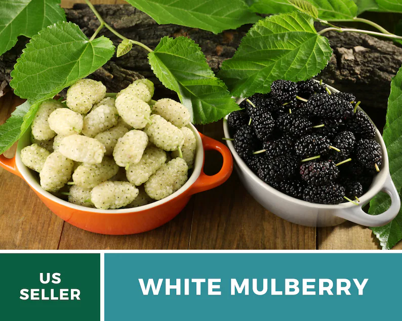 White Mulberry Seeds – Heirloom Fruit Tree, Morus Alba, Sweet White Berries for Homestead, Fast Growing | 50 Seeds 