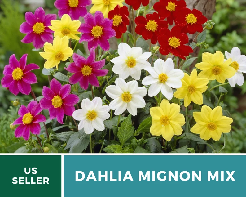 Mignon Mix Dahlia Seeds – Heirloom Flower, Stunning Petite Blooms & Colorful Garden Variety, Easy to Grow | 25 Seeds 