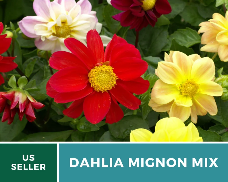 Mignon Mix Dahlia Seeds – Heirloom Flower, Stunning Petite Blooms & Colorful Garden Variety, Easy to Grow | 25 Seeds 