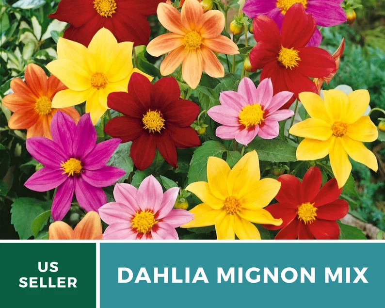 Mignon Mix Dahlia Seeds – Heirloom Flower, Stunning Petite Blooms & Colorful Garden Variety, Easy to Grow | 25 Seeds 
