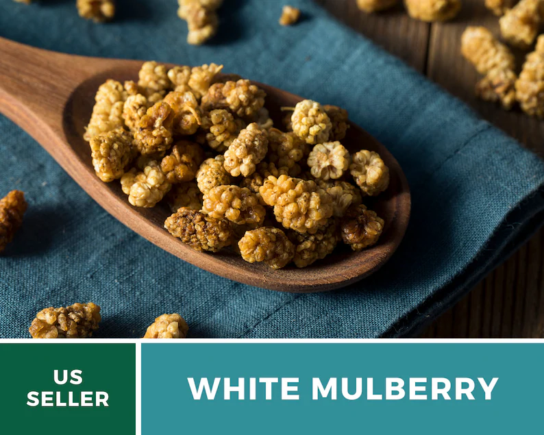 White Mulberry Seeds – Heirloom Fruit Tree, Morus Alba, Sweet White Berries for Homestead, Fast Growing | 50 Seeds 