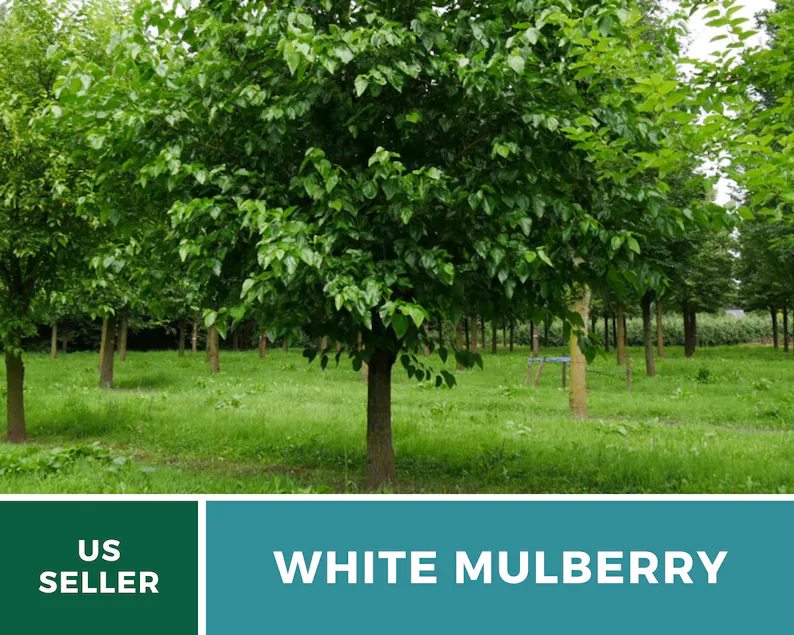 White Mulberry Seeds – Heirloom Fruit Tree, Morus Alba, Sweet White Berries for Homestead, Fast Growing | 50 Seeds 