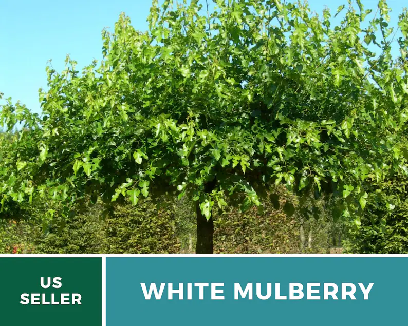 White Mulberry Seeds – Heirloom Fruit Tree, Morus Alba, Sweet White Berries for Homestead, Fast Growing | 50 Seeds 