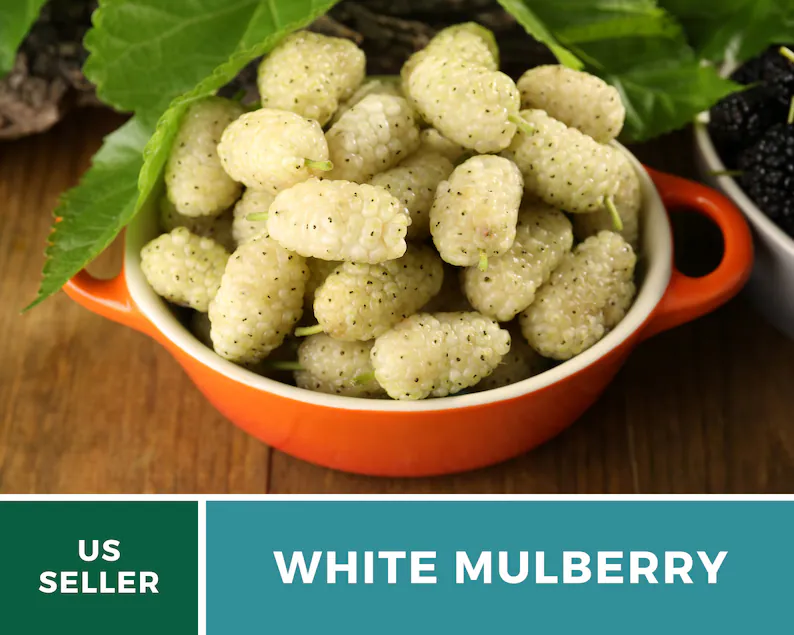 White Mulberry Seeds – Heirloom Fruit Tree, Morus Alba, Sweet White Berries for Homestead, Fast Growing | 50 Seeds 