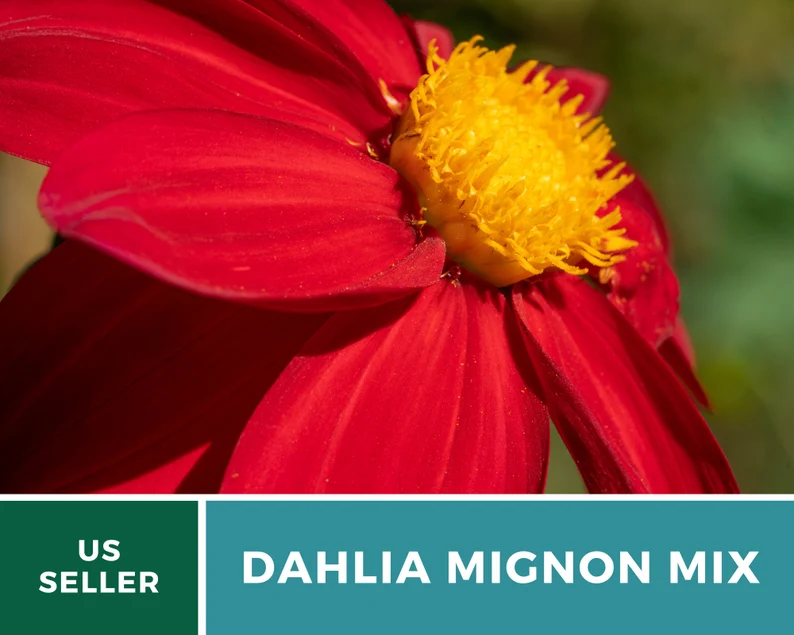 Mignon Mix Dahlia Seeds – Heirloom Flower, Stunning Petite Blooms & Colorful Garden Variety, Easy to Grow | 25 Seeds 