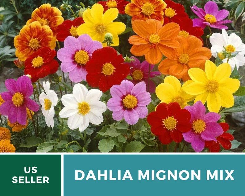 Mignon Mix Dahlia Seeds – Heirloom Flower, Stunning Petite Blooms & Colorful Garden Variety, Easy to Grow | 25 Seeds 