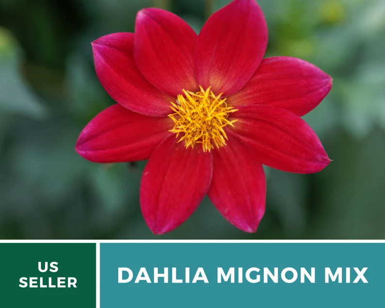 Mignon Mix Dahlia Seeds – Heirloom Flower, Stunning Petite Blooms & Colorful Garden Variety, Easy to Grow | 25 Seeds 