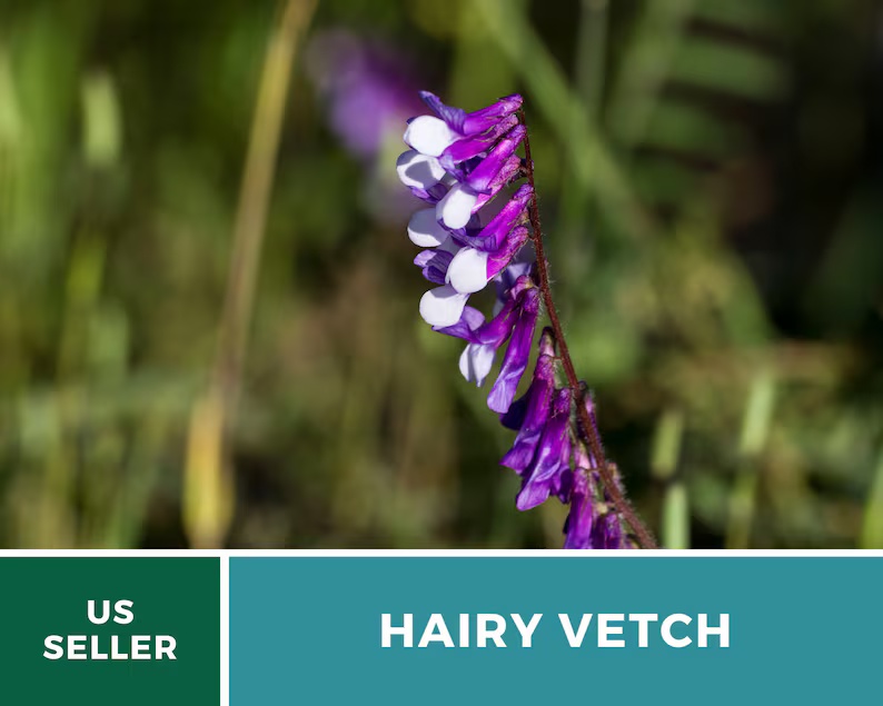 Hairy Vetch Seeds – Heirloom Cover Crop, Nitrogen Fixing & Soil Improving, Pollinator Friendly, Easy to Grow | 100 Seeds 