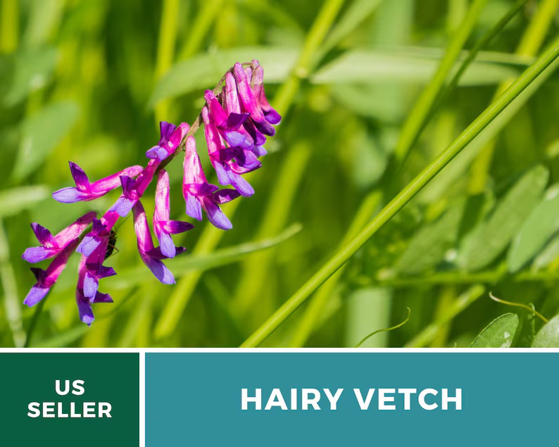 Hairy Vetch Seeds – Heirloom Cover Crop, Nitrogen Fixing & Soil Improving, Pollinator Friendly, Easy to Grow | 100 Seeds 