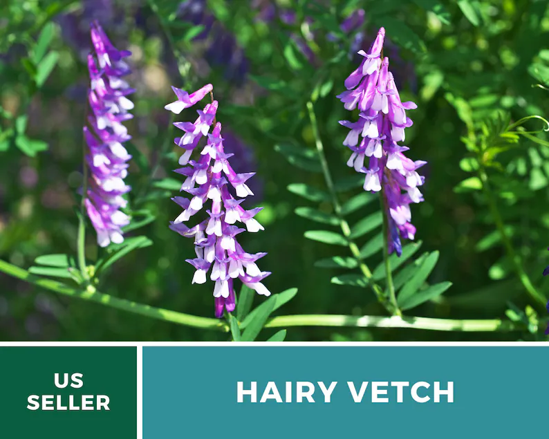 Hairy Vetch Seeds – Heirloom Cover Crop, Nitrogen Fixing & Soil Improving, Pollinator Friendly, Easy to Grow | 100 Seeds 