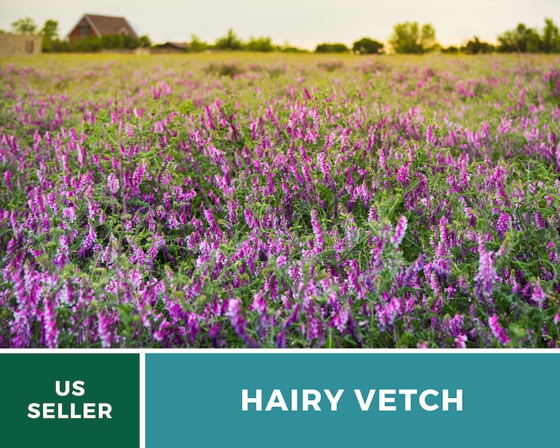 Hairy Vetch Seeds – Heirloom Cover Crop, Nitrogen Fixing & Soil Improving, Pollinator Friendly, Easy to Grow | 100 Seeds 