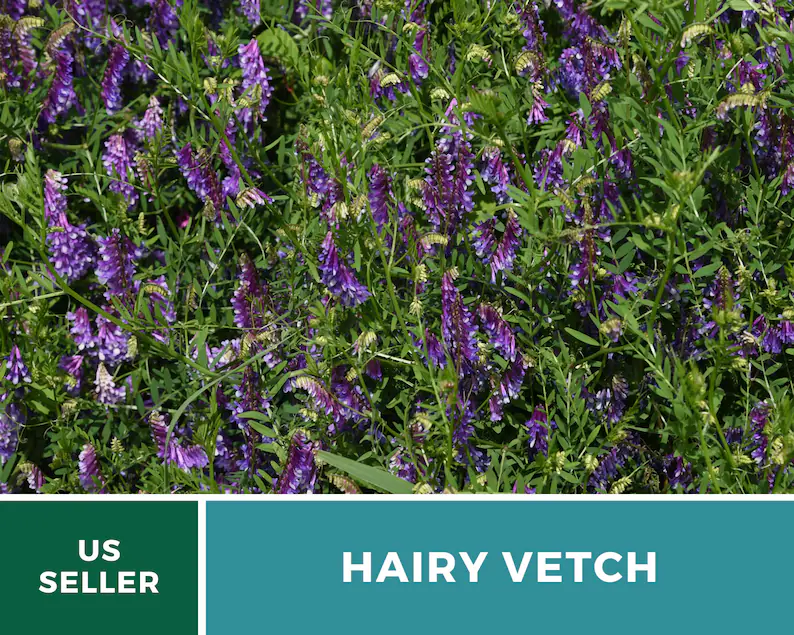 Hairy Vetch Seeds – Heirloom Cover Crop, Nitrogen Fixing & Soil Improving, Pollinator Friendly, Easy to Grow | 100 Seeds 