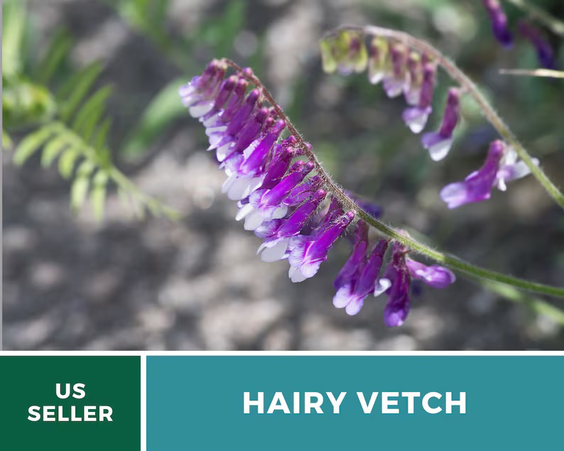 Hairy Vetch Seeds – Heirloom Cover Crop, Nitrogen Fixing & Soil Improving, Pollinator Friendly, Easy to Grow | 100 Seeds 