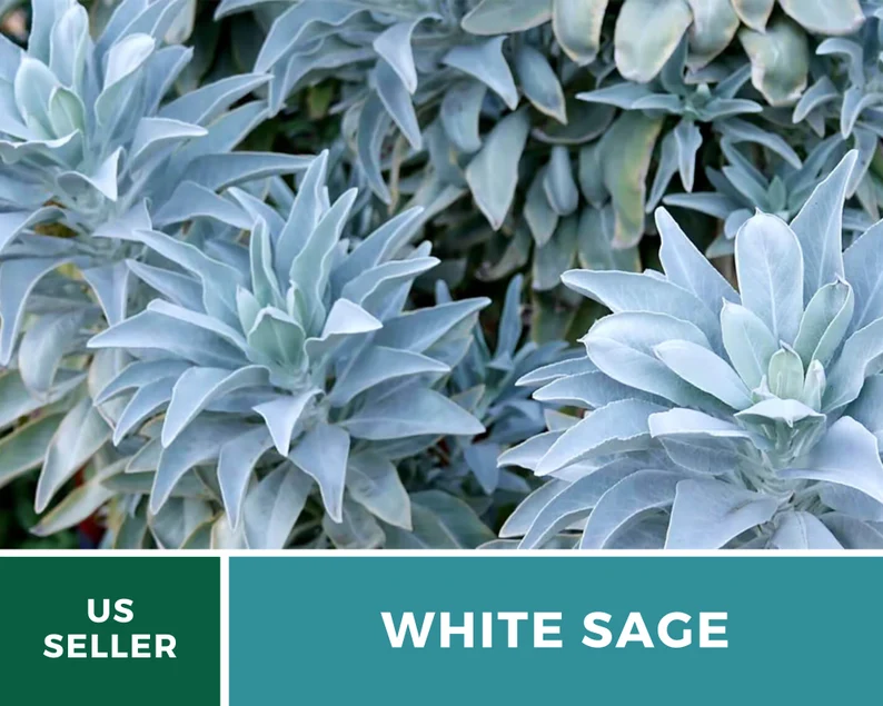 White Sage Seeds – Heirloom, Sacred Smudging Plant, Medicinal Herb, Non-GMO, Spiritual Cleansing, Easy to Grow | 50 Seeds 