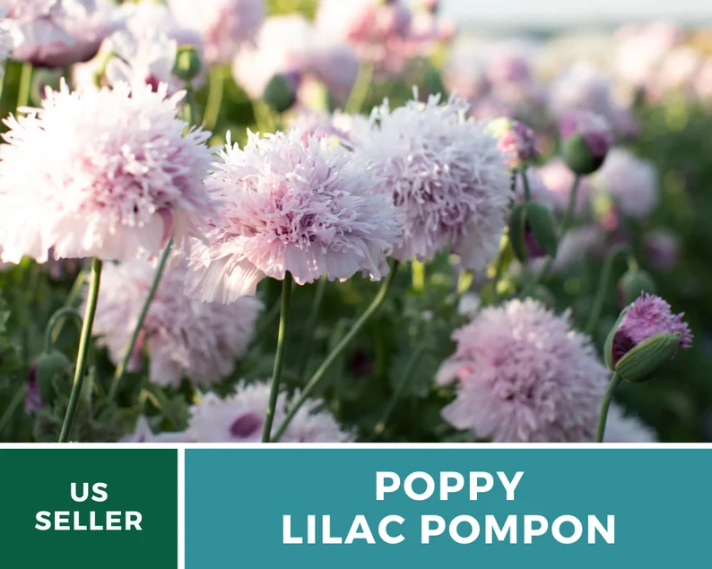 Lilac Pompon Poppy Seeds – Heirloom Flower, Ruffled Double Blooms, Lavender-Lilac Color, Garden Favorite | 100 Seeds 