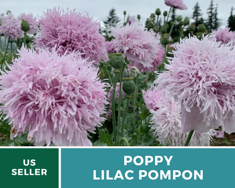 Lilac Pompon Poppy Seeds – Heirloom Flower, Ruffled Double Blooms, Lavender-Lilac Color, Garden Favorite | 100 Seeds 