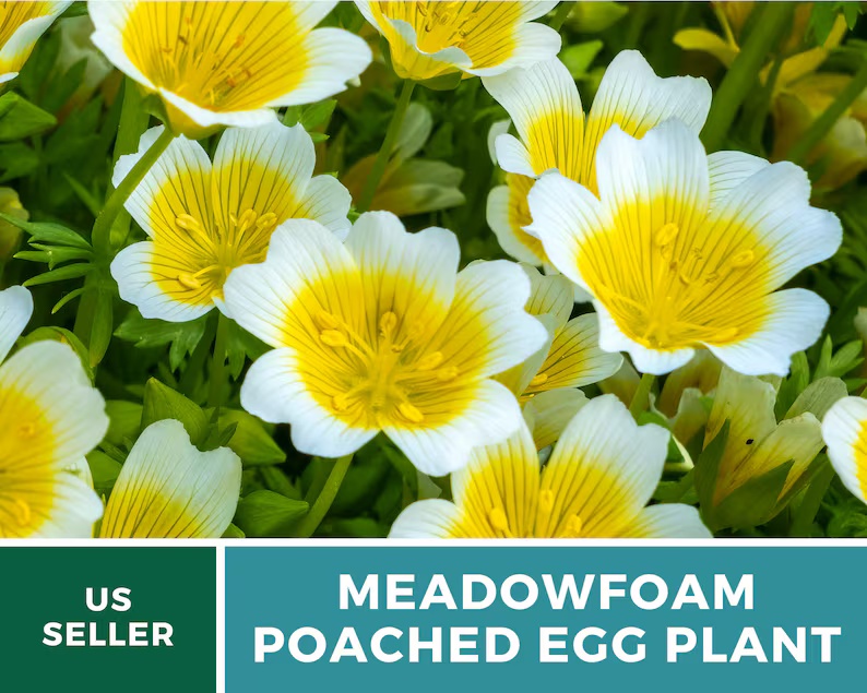 Meadowfoam Seeds (Poached Egg Plant) – Heirloom, White and Yellow Blooms, Easy to Grow Annual Flower | 50 Seeds 