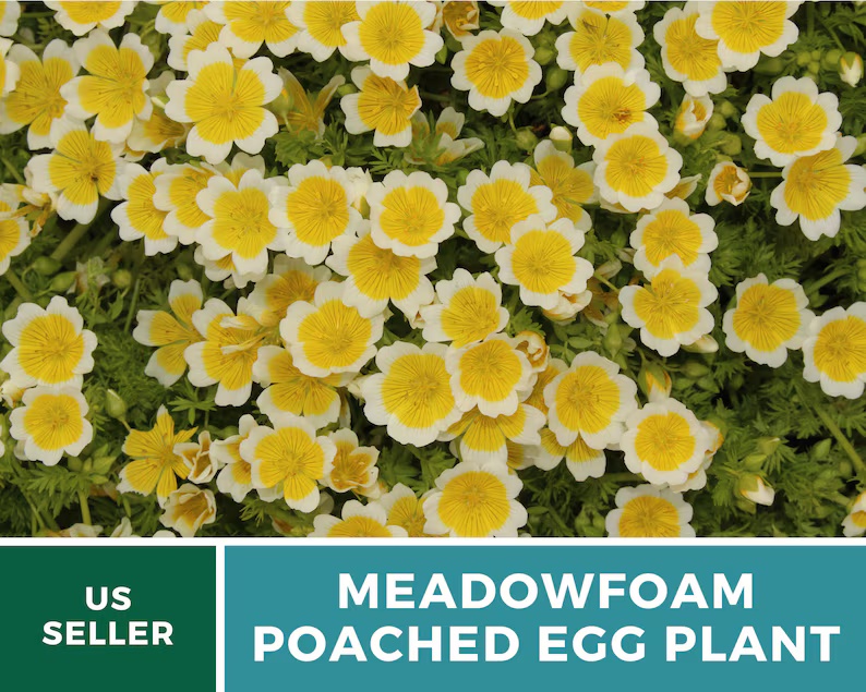 Meadowfoam Seeds (Poached Egg Plant) – Heirloom, White and Yellow Blooms, Easy to Grow Annual Flower | 50 Seeds 