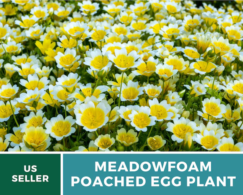 Meadowfoam Seeds (Poached Egg Plant) – Heirloom, White and Yellow Blooms, Easy to Grow Annual Flower | 50 Seeds 