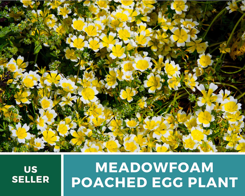 Meadowfoam Seeds (Poached Egg Plant) – Heirloom, White and Yellow Blooms, Easy to Grow Annual Flower | 50 Seeds 