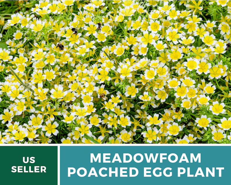 Meadowfoam Seeds (Poached Egg Plant) – Heirloom, White and Yellow Blooms, Easy to Grow Annual Flower | 50 Seeds 