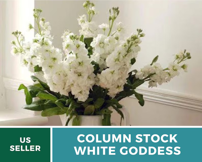 Column Stock White Goddess Seeds – Heirloom, Fragrant White Flower, Annual Stock, Cut Flower | 50 Seeds 