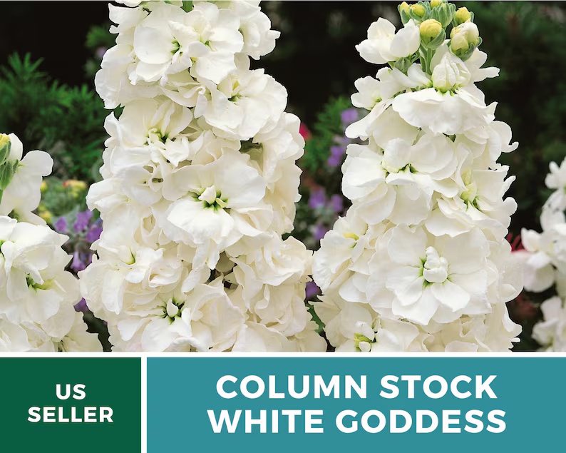 Column Stock White Goddess Seeds – Heirloom, Fragrant White Flower, Annual Stock, Cut Flower | 50 Seeds 