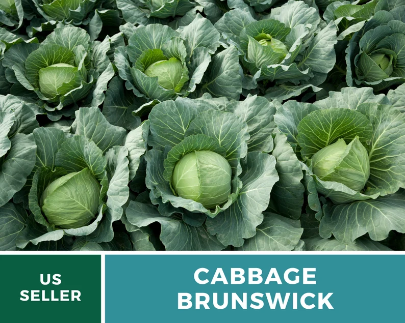 Brunswick Cabbage Seeds - Heirloom, Non-GMO, Open Pollinated Vegetable (100 Seeds) 