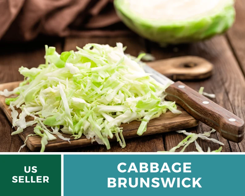 Brunswick Cabbage Seeds - Heirloom, Non-GMO, Open Pollinated Vegetable (100 Seeds) 