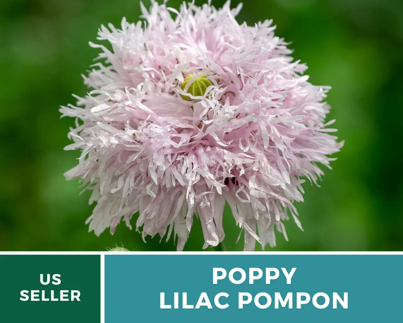 Lilac Pompon Poppy Seeds – Heirloom Flower, Ruffled Double Blooms, Lavender-Lilac Color, Garden Favorite | 100 Seeds 