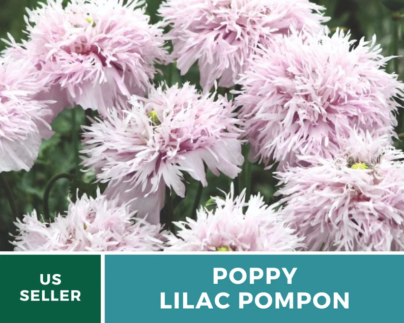 Lilac Pompon Poppy Seeds – Heirloom Flower, Ruffled Double Blooms, Lavender-Lilac Color, Garden Favorite | 100 Seeds 